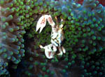 Porcelain Crab - Bunaken National Park - November 2007