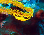 Shrimp on Feather Star - Bunaken National Park - November 2007