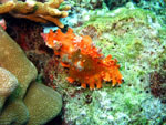Shell- Bunaken National Park - November 2007