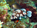 Fish - Bunaken National Park - November 2007