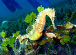 Thorny Sea Horse - Bunaken National Park - November 2007