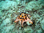 Sea Star - Bunaken National Park - November 2007