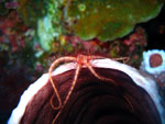 Sea Star - Bunaken National Park - November 2007
