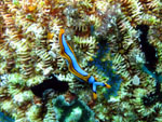 Nudibranco - Bunaken National Park - November 2007