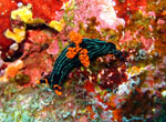 Nudibranco - Bunaken National Park - November 2007