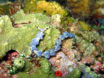 Nudibranco - Bunaken National Park - November 2007