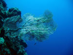 Sea Fan- Bunaken National Park - November 2007