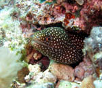Bunaken Island -  Murena bocca bianca - October 2011