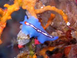 Bunaken Island -  Flat Worm - October 2011
