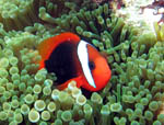 Bunaken Island -  Anemone with Clown fish - October 2011