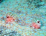 Bunaken Island -  Flounder's eyes - October 2011