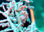 Lembeh Strait -  Pigmy Sea Horse - October 2011