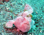 Lembeh Strait -  Frog fish - October 2011