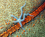 Bunaken Island -  Star under the star - October 2011