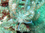 Lembeh Strait- Solar Powered slug - October 2011