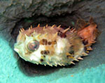 Bunaken Island -  Porcospine fish inside the coral - October 2011