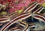Cat Fishes - Housereef - Bunaken National Park - Indonesia - October 2008
