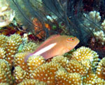 Hawkfish - Bunaken National Park - Indonesia - October 2008