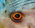 Eye's Fish closeup - Bunaken National Park - Indonesia - October 2008