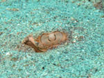 Blue Spotted stingray - closeup- Bunaken National Park - Indonesia - October 2008