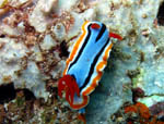 Nudibranch - Chromodoris Sp. - Bunaken National Park - Indonesia - October 2008