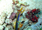 Blue Ribbon Eel - Bunaken National Park - Indonesia - October 2008