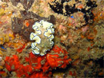 Black Margined Glossodoris (Kapalai Island - Malaysia  2006, February)