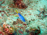 Blue Ribbon Eel (Kapalai Island - Malaysia 2006, February)