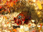 Mantis Shrimp