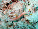 Hypselodoris Bullockii (MABUL ISLAND - Malaysia  2007, May)