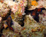 Mandarin Fishes (KAPALAI Malaysia  2007, May)