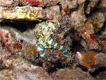 Blue Ringed Octopus (Kapalai - Malaysia  2007, May)