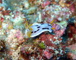 Chromodoris Diana (MABUL ISLAND - Malaysia  2007, May)