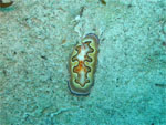 Chromodoris Coi  (MABUL ISLAND - Malaysia  2007, May)