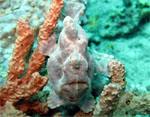 Giant Frog Fish (MABUL ISLAND- Malaysia  2007, May)