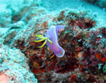 Hypselodoris Bullockii (MABUL ISLAND - Malaysia  2007, May)