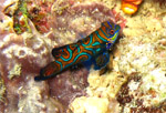 Mandarin Fish