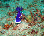 Purple-Gilled Hypselodoris (Kapalai Island - Malaysia 2006, February)