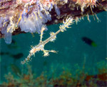 Ornate Ghost Pipefish