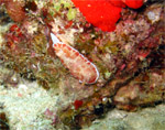 Reticulated Chromodoris (Kapalai - Malaysia 2006, February)