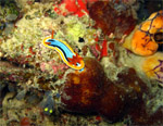 Magnificent Chromodoris (Kapalai Island - Malaysia  2006, February)