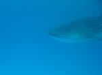 Whale Shark - Ari Atoll - Maldives - April 2008