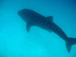 Whale Shark - Ari Atoll - Maldives - April 2008