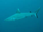 Grey reef shark - Ari Atoll - Maldives - April 2008