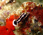 Chromodoris Geometrica nudibranch - Ari Atoll - Maldives - April 2008