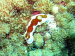 Nudibranch - Ari Atoll - Maldives - April 2008