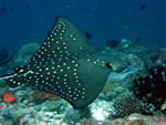 Eagle Ray - Rasdhoo Atoll - Maldives - April 2008