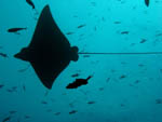 Spotted Eagle Ray  - Rasdhoo Atoll - Maldives - April 2008