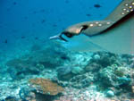 Eagle Ray - Rasdhoo Atoll - Maldives - April 2008