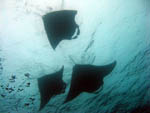 Mantas Ray - Ari Atoll - Maldives - April 2008